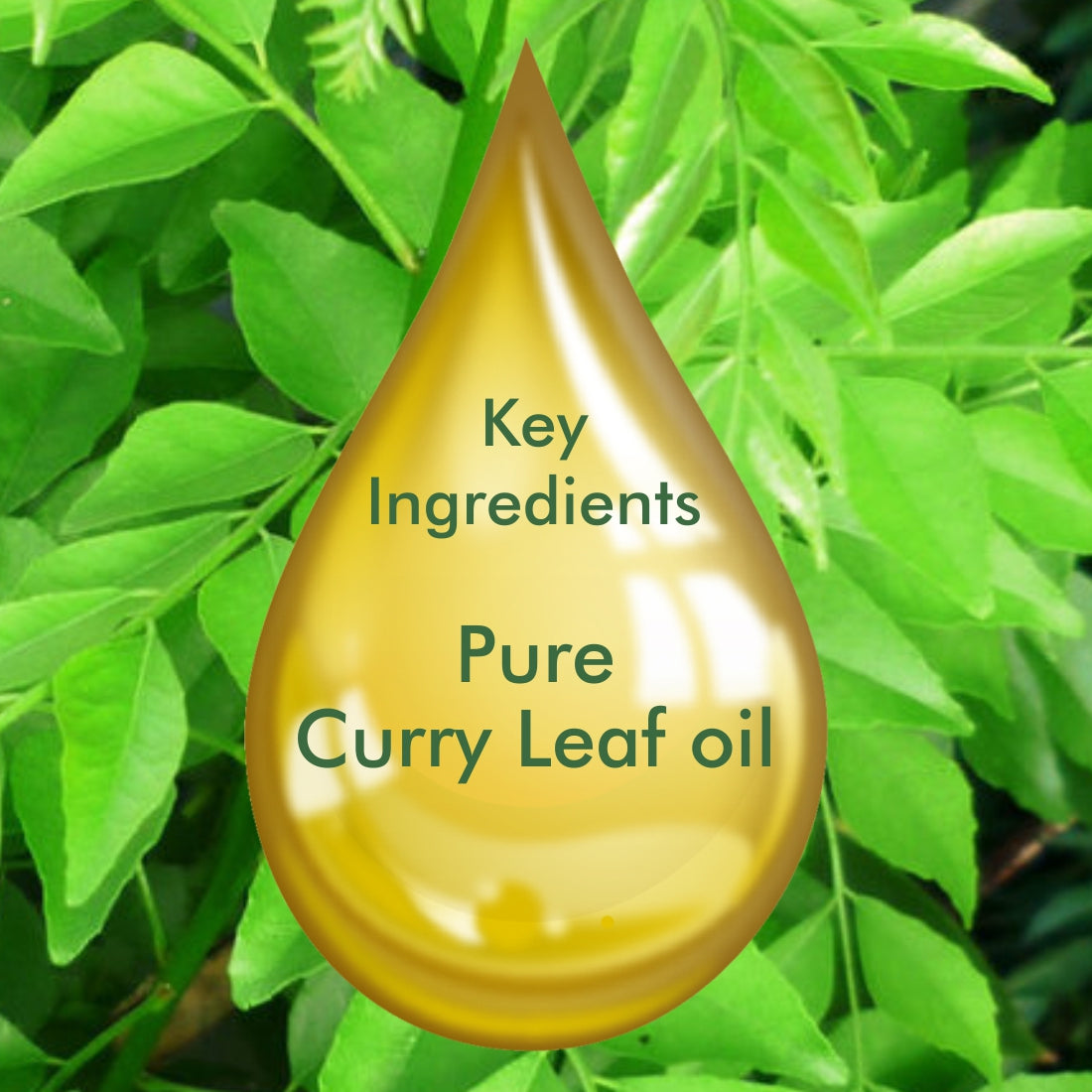 Curry Leaf Essential Oil