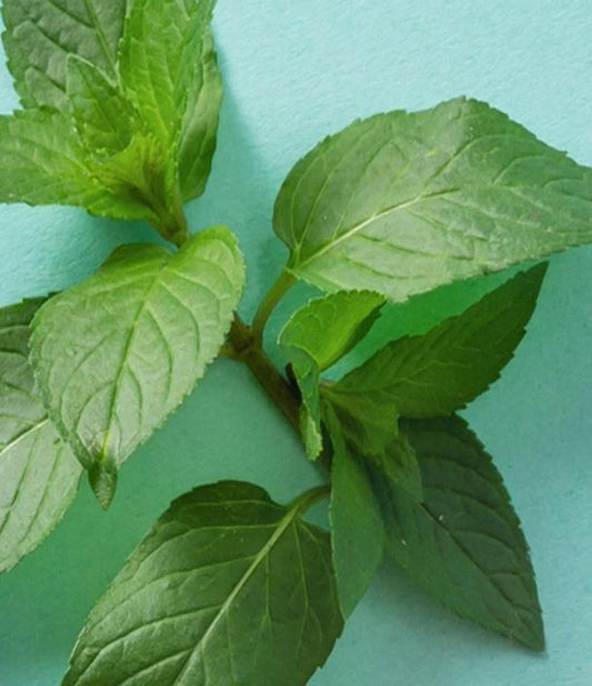 eos Sweet Mint Lip Balm - 7 gm