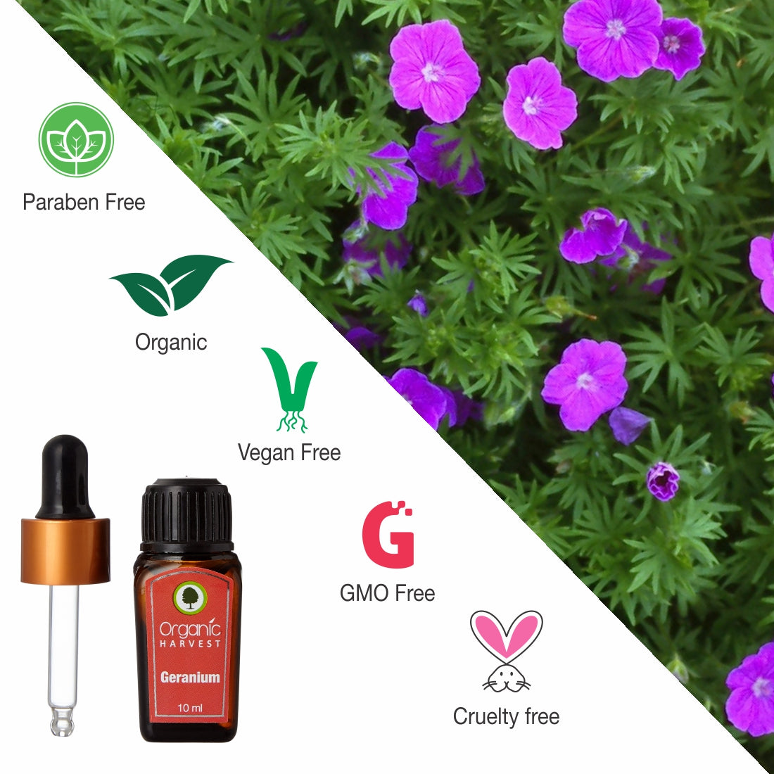 Geranium Essential Oil