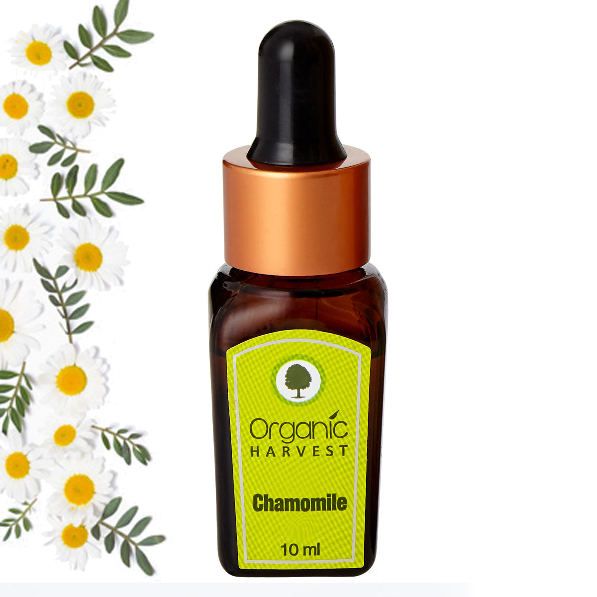 Chamomile Essential Oil